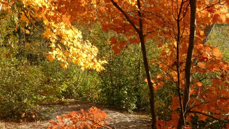 woods path in autumn sunlight shines on maple tree leaves colours turning, panning shot