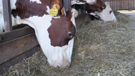 Kopf-Einer-Milchkuh-Mit-Gelber-Ohrmarke,-Die-Auf-Heu-Auf-Einem-Milchviehbetrieb-Weidet