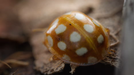 Rückaufnahme-Eines-Orangefarbenen-Marienkäfers,-Der-Auf-Einem-Verrottenden-Blatt-Auf-Dem-Waldboden-Läuft