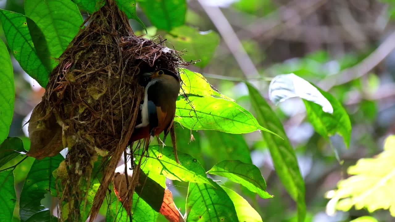 A parent bird hanging on the nest then flies downwards to go away, Silver-breasted Broadbill, Serilophus lunatus, Kaeng Krachan National Park, Thailand