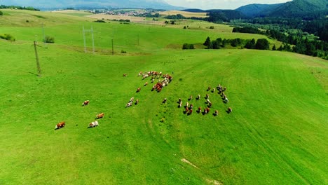 aerial view of cows in a herd on a green agriculture pasture during sunny summer day in high tatras mountains in slovakia