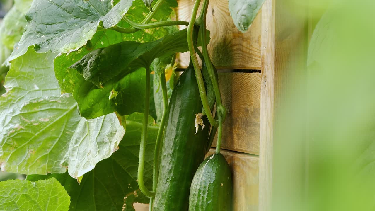 pepinos que crecen en una planta de pepino en un jardín orgánico