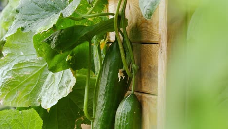 cucumbers growing on a cucumber plant in an organic garden