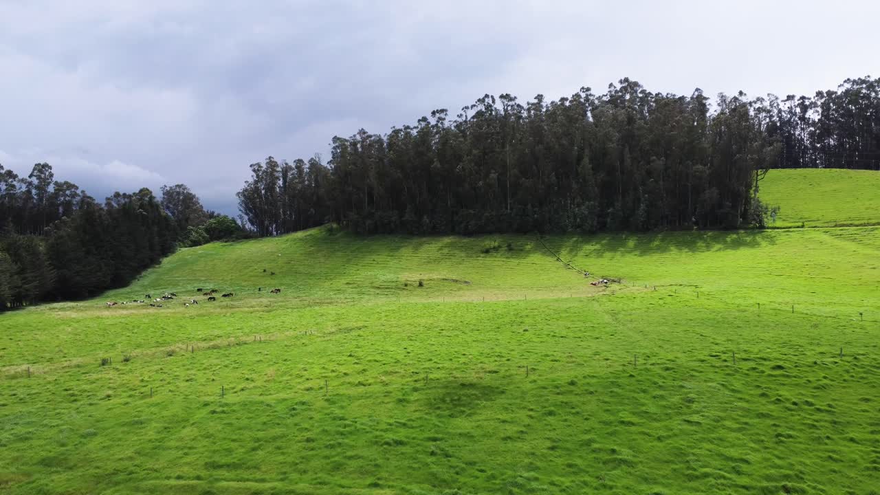 Scena andina: Prato verde e foresta ad Alóag, Pichincha, Ecuador