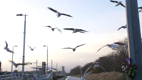 Bandada-De-Gaviotas-Volando-Cerca-De-Inchicore-En-Dublín,-Irlanda