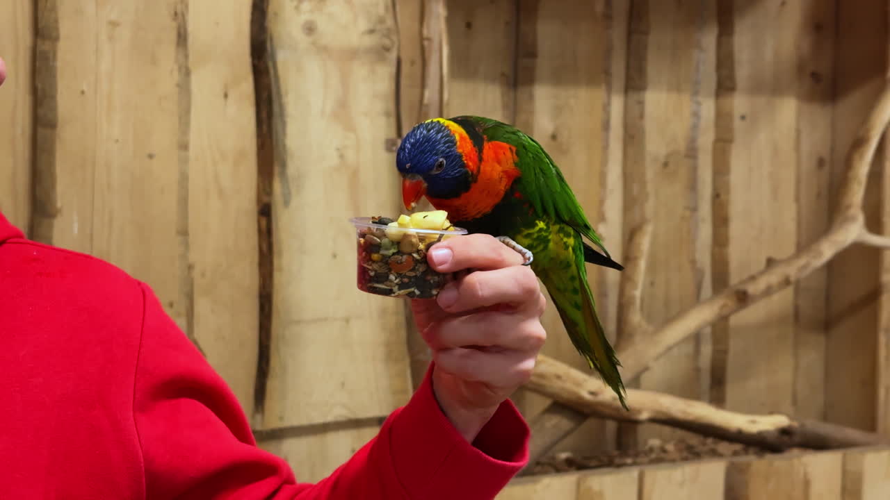 Medium shot of a parrot eating sitting on a woman's arm, handheld