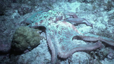 Un-Pulpo-De-Arrecife-Caribeño-Ondula-Sobre-El-Fondo-Del-Océano-Por-La-Noche,-Cambiando-De-Color.