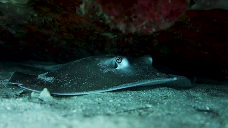 Juvenile-Jenkins-Whipray-Rests-Motionless-Breathing-with-Spiracle-Holes