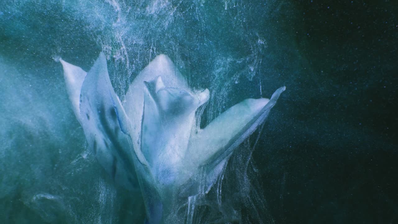 цветочный дым движение исчезло джинсовый парный поток лилли