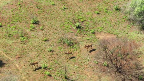 drone aerial of nyala antelope walking in the wild spring grass