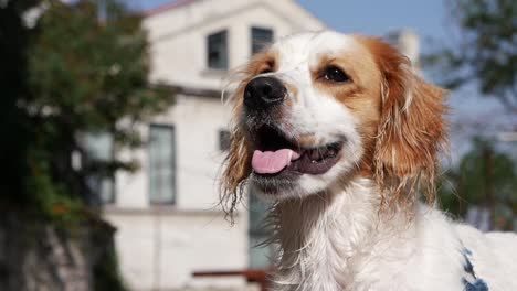 wet dog outside