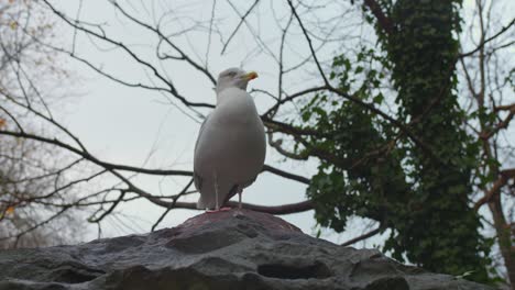 a seagull taking a rest on a rock next to a tree