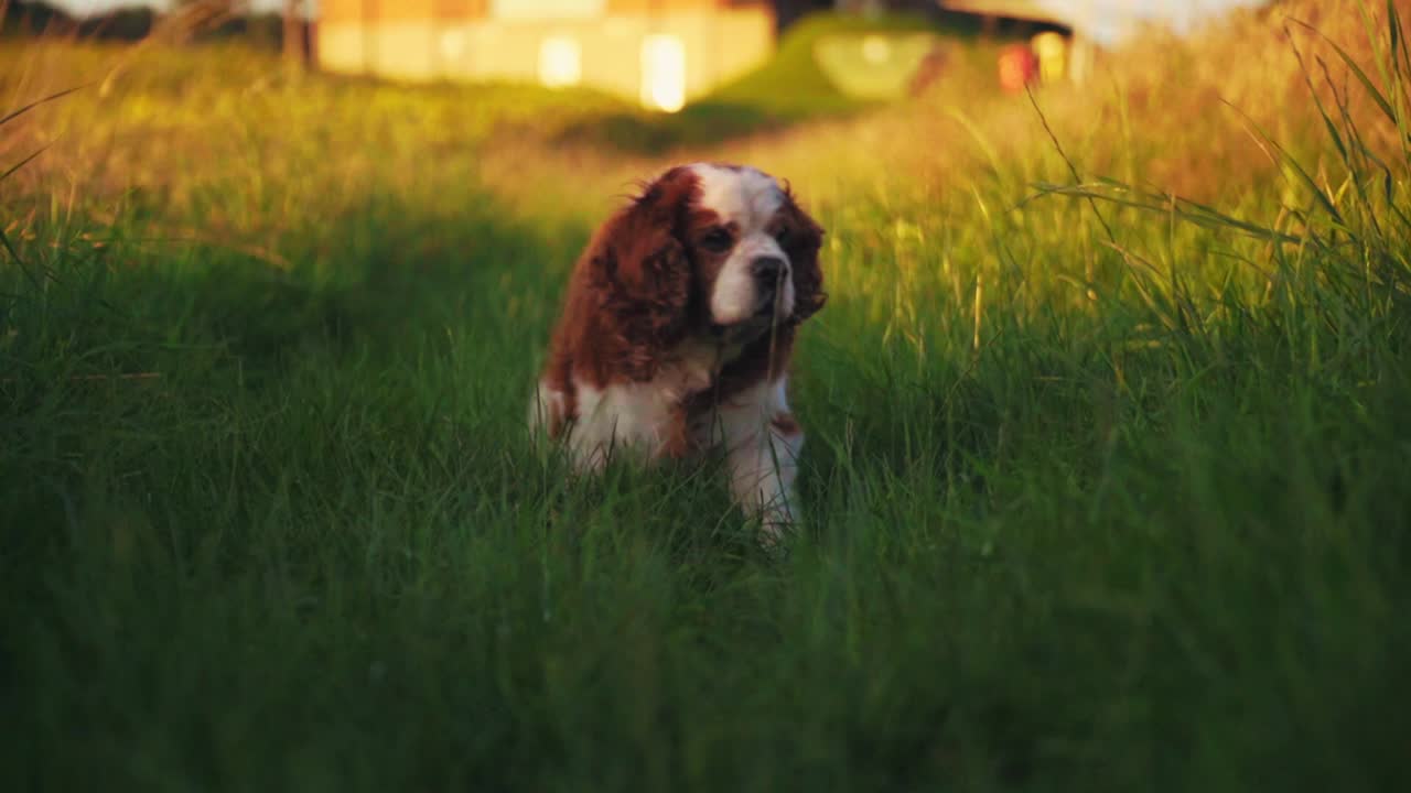 Filmagem HD deslumbrante de um cão alegre da raça Cavalier King Charles Spaniel andando feliz pela grama, abanando o rabo e observando os arredores