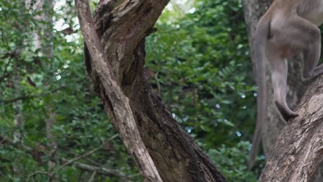 Der-Makakenaffe-Saß-Auf-Einem-Baum,-Bevor-Er-Sich-Auf-Den-Weg-Machte