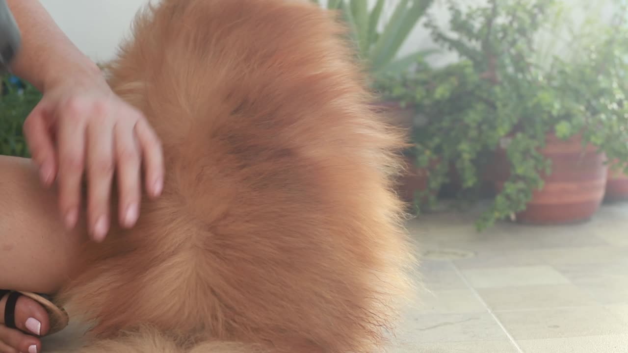 푹신푹신한 오렌지색 강아지의 등을 드라이, 체크, 손으로 쓰다듬어