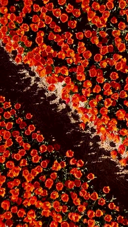 vibrant red tulip field from above