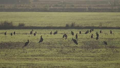 big flock of black storks feeding in wheat fields in morning