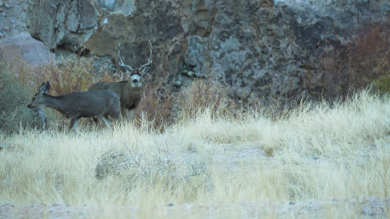 buck salvaje visto al lado de pastizales salvajes en el valle agradable en bishop, california