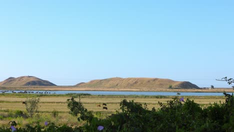 a-panning-shot-looking-out-to-a-field-with-a-lake-like-body-of-water-and-some-cows