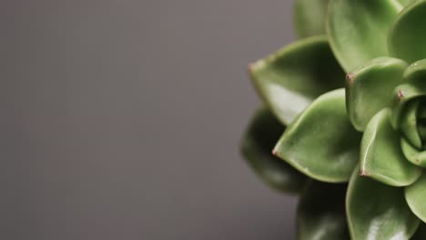 Micro-video-of-close-up-of-green-cactus-plant-with-copy-space-on-grey-background