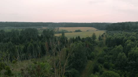 view of forest and field in kolbudy, kaszubia, pomorskie, poland