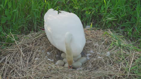 Vista-En-Cámara-Lenta-De-Un-Cisne-Blanco-Sentado-En-Un-Nido-Lleno-De-Huevos