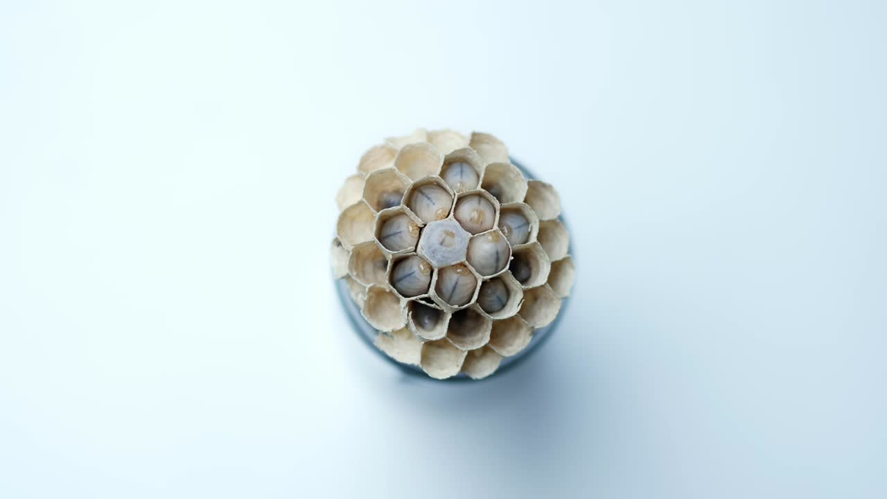 pupas de abeja sobre la mesa