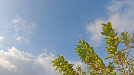 Üppige-Blätter-Auf-Baumzweigen,-Die-Sich-Im-Leichten-Wind-Wiegen,-Mit-Einem-Teilweise-Bewölkten-Sonnenuntergangshimmelhintergrund