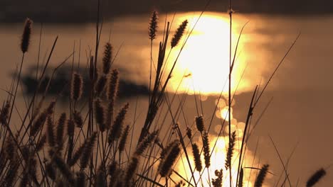 the sun setting sun light glistening on the lake water in the background with a out of focus silhouette of boat through some reeds at the golden hour of dusk