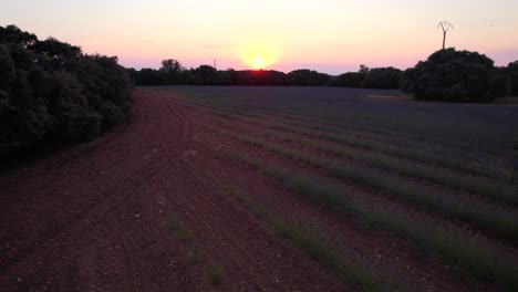 girl walking in beautiful sunset at the lavender field in a rural area, brihuega. aerial shot