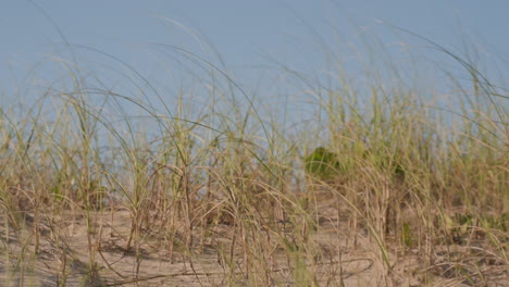 des plantes dans le sable par un jour de vent.