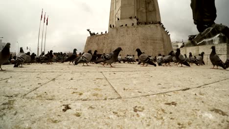 square of ataturk great number of pigeons walks cloudy day capial of turkey ankara close up
