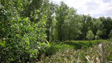 camera pans and reveals a biodiverse wetland forest with native trees and lush understory in the paraná delta, argentina, featuring tall grass, aquatic plants, and sunlit canopies, slow motion