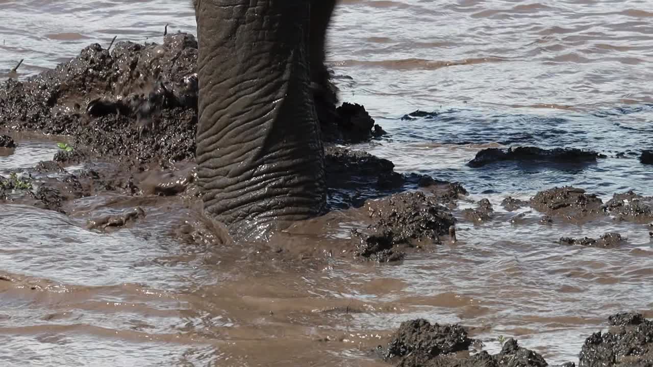 primer plano de la trompa y los pies de un elefante caminando a través de un pozo de agua fangoso, parque nacional kruger