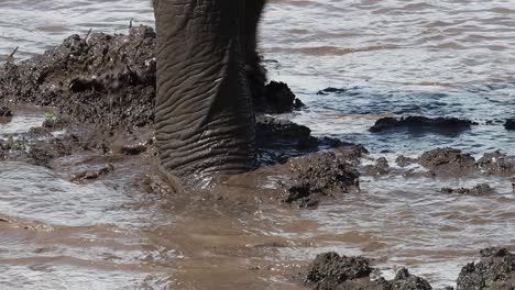 Primer-Plano-De-La-Trompa-Y-Los-Pies-De-Un-Elefante-Caminando-A-Través-De-Un-Pozo-De-Agua-Fangoso,-Parque-Nacional-Kruger