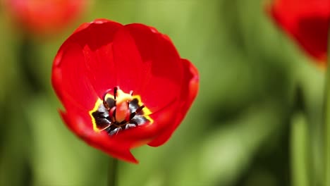 tulipán abierto sobre un fondo verde en cámara lenta