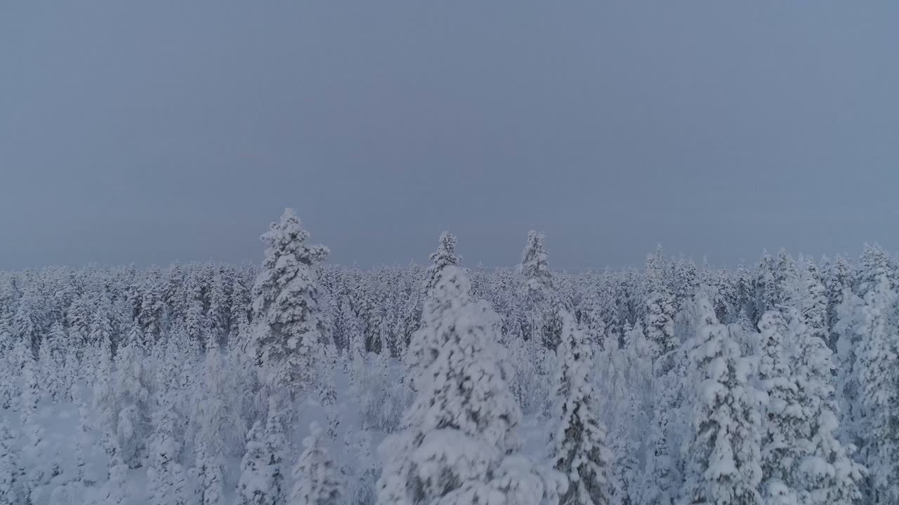 스웨덴 북부 라플란드에서 겨울에 눈으로 덮인 소나무의 공중 전망