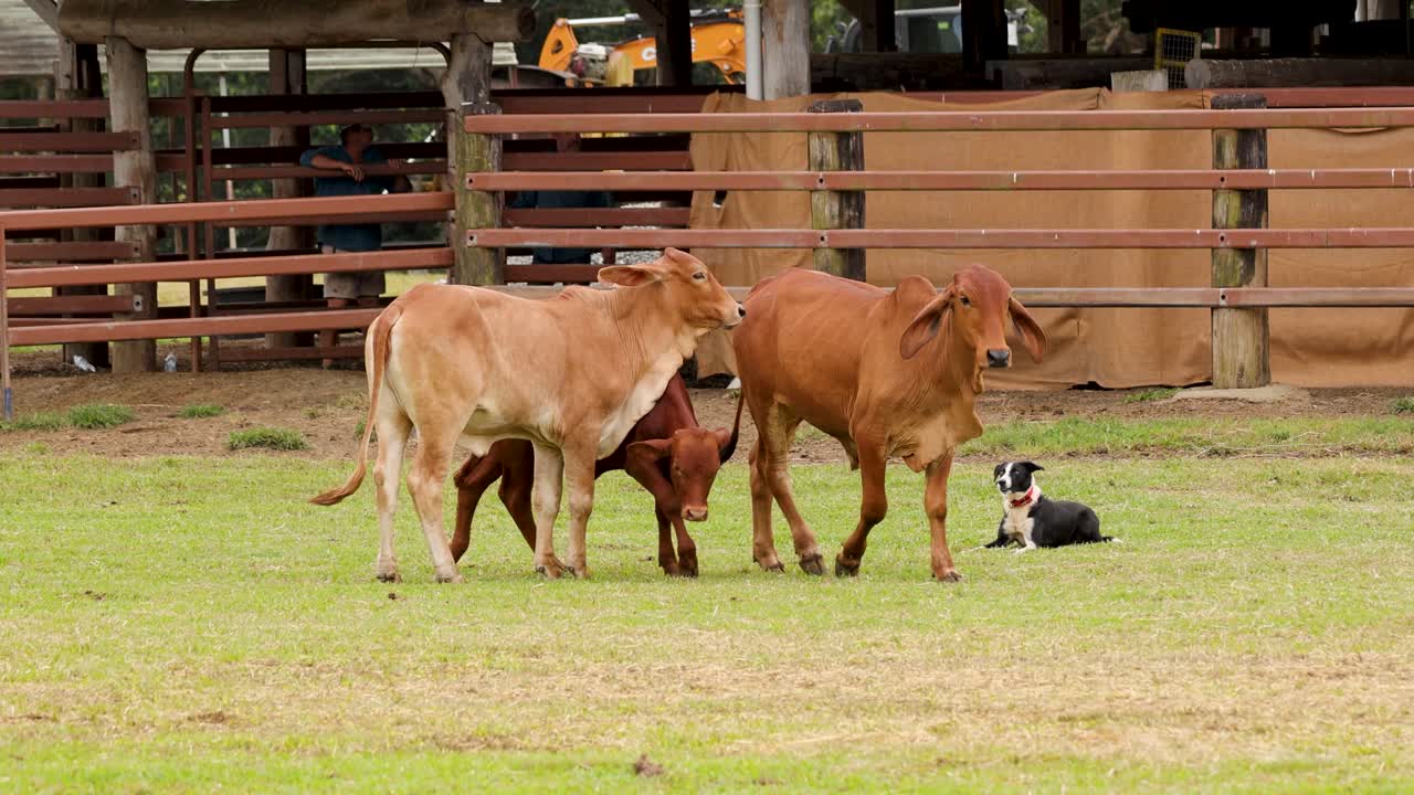 Dogs expertly herd cattle in a rural setting, showcasing agility and teamwork. Bright daylight enhances the dynamic interaction