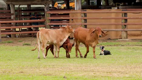 dogs expertly herd cattle in a rural setting, showcasing agility and teamwork. bright daylight enhances the dynamic interaction