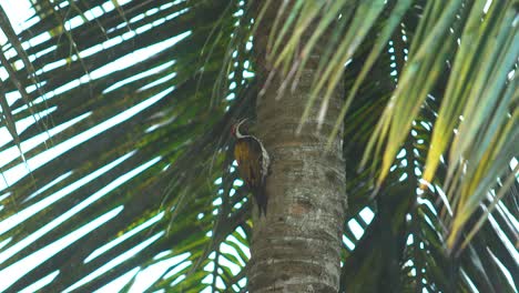 woodpecker sitting on a coconut tree