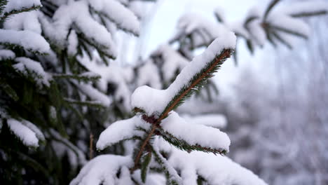 a close up shot of snowy pine branches in a forest