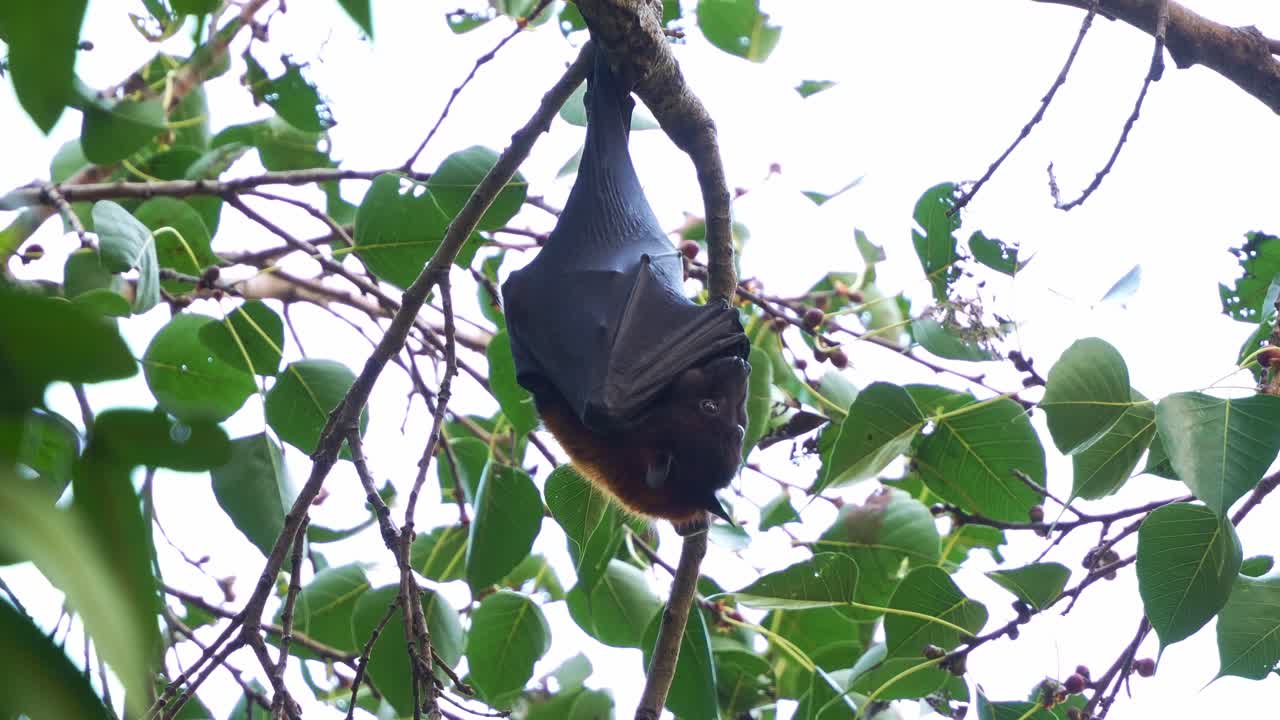 Wild little red flying-fox (pteropus scapulatus) hanging upside down from a tree branch amidst lush green foliage, chewing the food, close up shot.