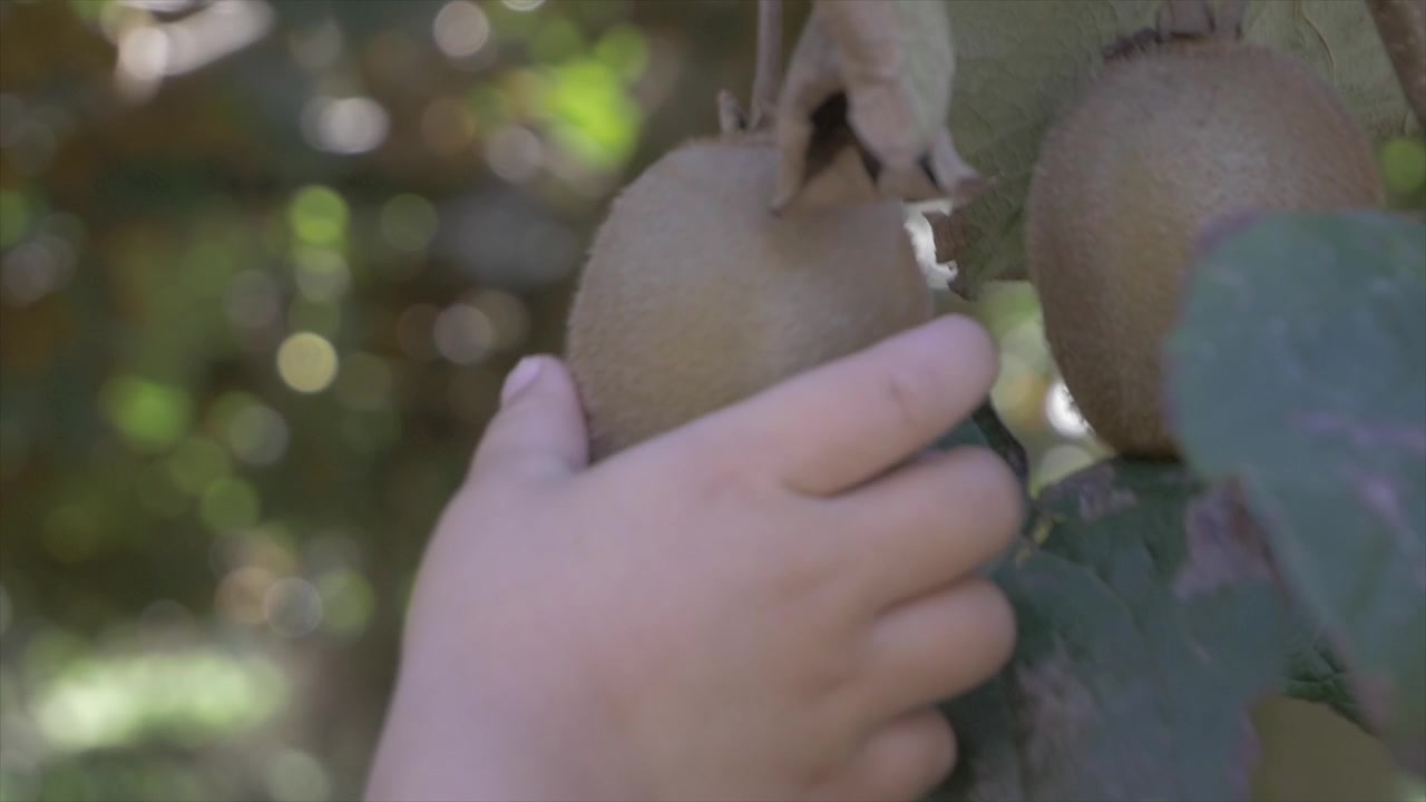 Bambino che raccoglie frutta dall'albero