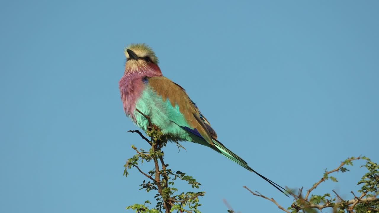 A colorful lilac-breasted roller sits on top on a tree and surveys its surroundings, Kruger National Park.