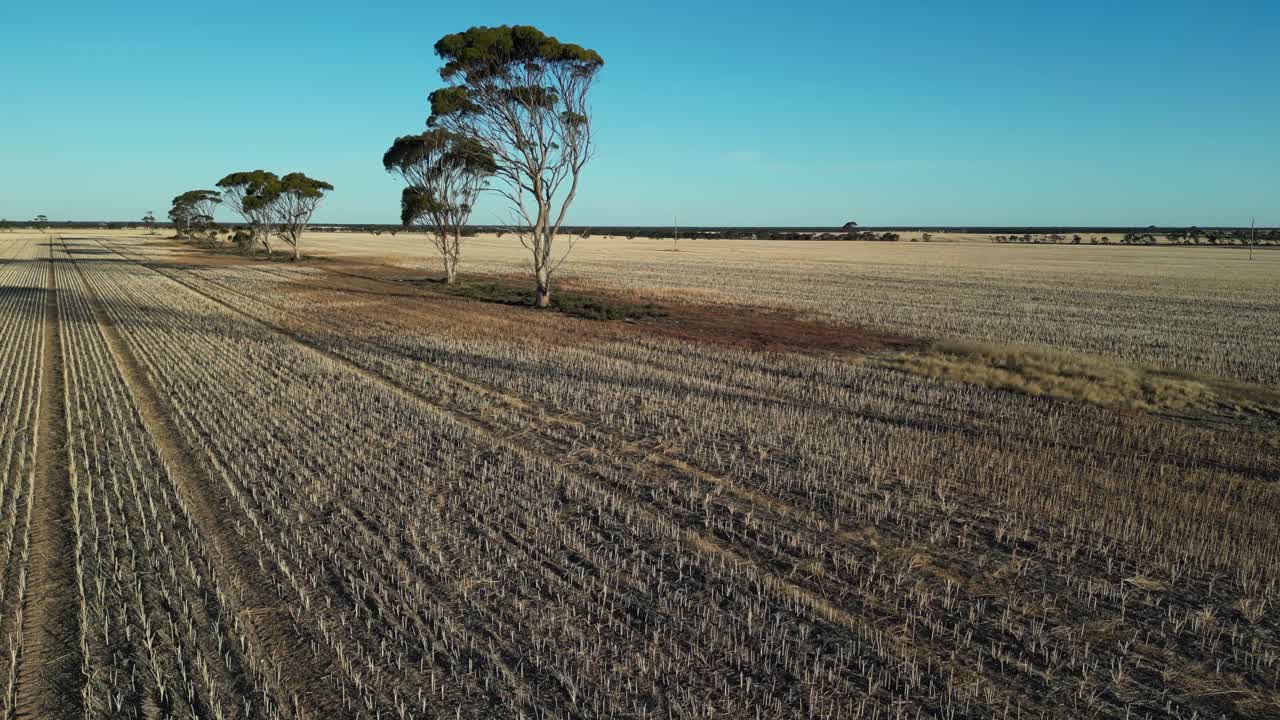 Tiefer Drohnenflug über einem riesigen Weizenfeld nach der Ernte in Westaustralien.