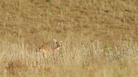 A-Pampas-deer-in-a-grassland-with-sunset-light,-natural-habitat-in-San-Luis,-Argentina