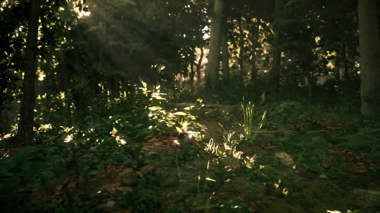 Sunlight illuminating a forest pathway surrounded by lush greenery