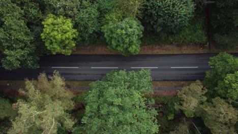 vista aérea estática de los automóviles que conducen a través de un bosque densamente arbolado