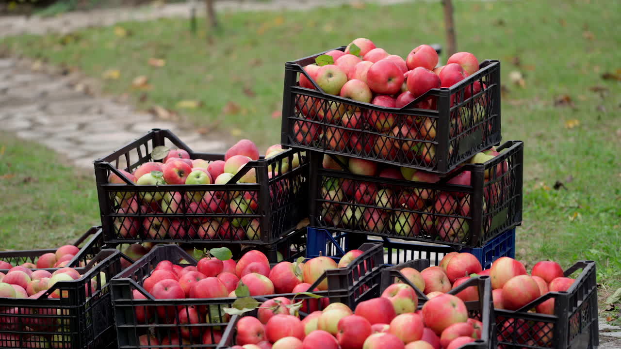 Ripe juicy red apples lie in boxes in garden. Summer sunny day in the fruit garden. Picked fruit. Agriculture concept.