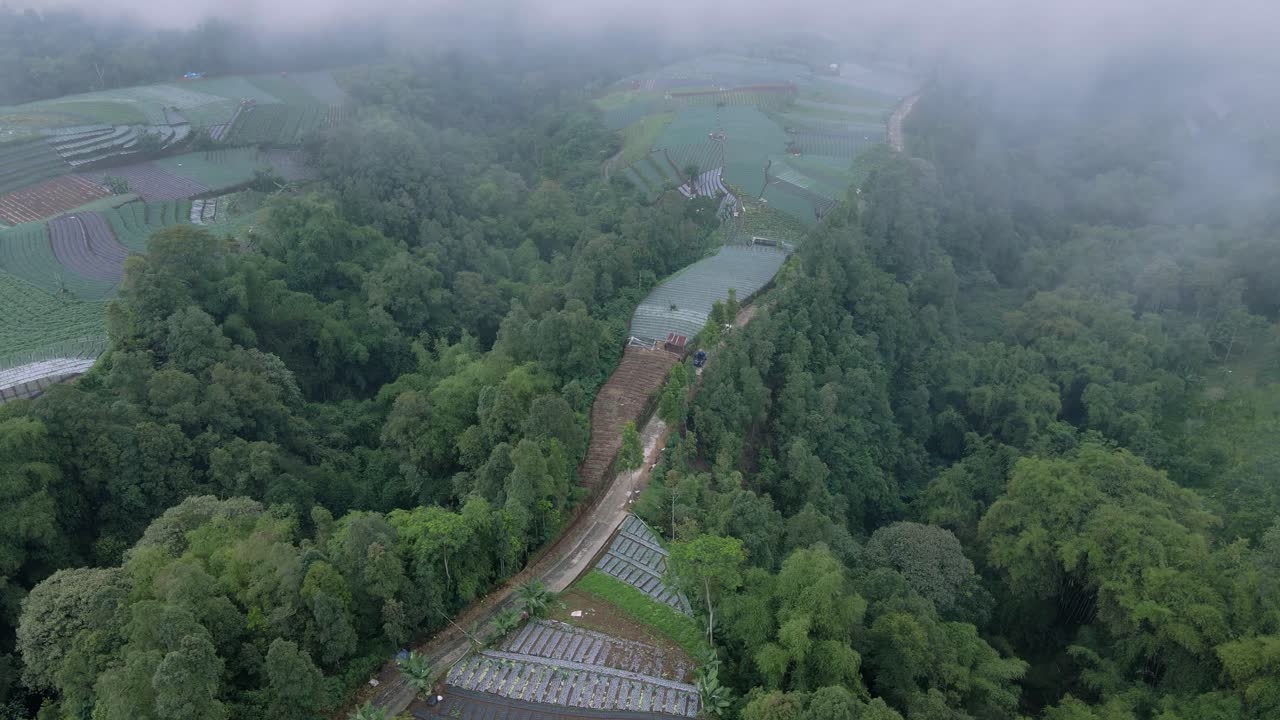 vehículo de coche están cruzando en el camino en el medio de la plantación y denso de árboles en tiempo de niebla